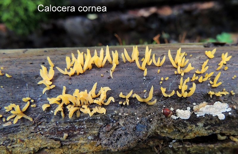 Calocera cornea-amf363.jpg - Calocera cornea ; Syn1: ; Syn2: Clavaria aculeiformis ; Nom français: Calocère petite-corne